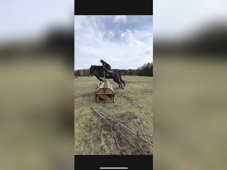 Duitse rijpony Ruin 12 Jaar 155 cm Bruin in Oranienburg, Deutschland