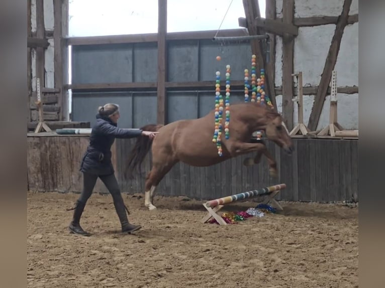 Duitse rijpony Ruin 12 Jaar 156 cm Red Dun in Borken