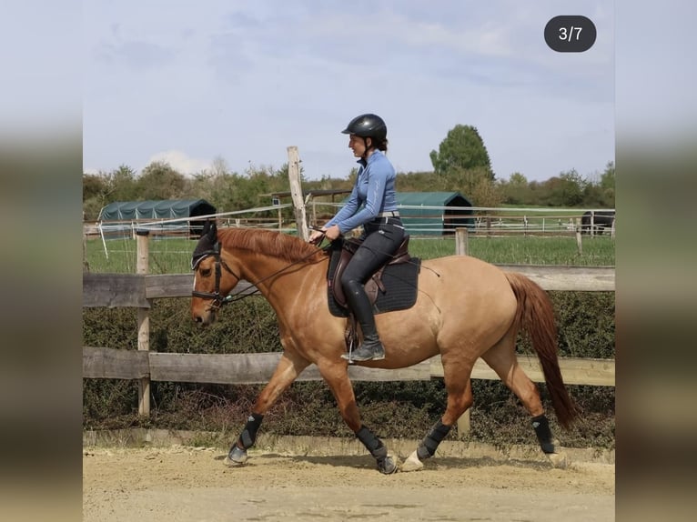 Duitse rijpony Ruin 12 Jaar 156 cm Red Dun in Borken