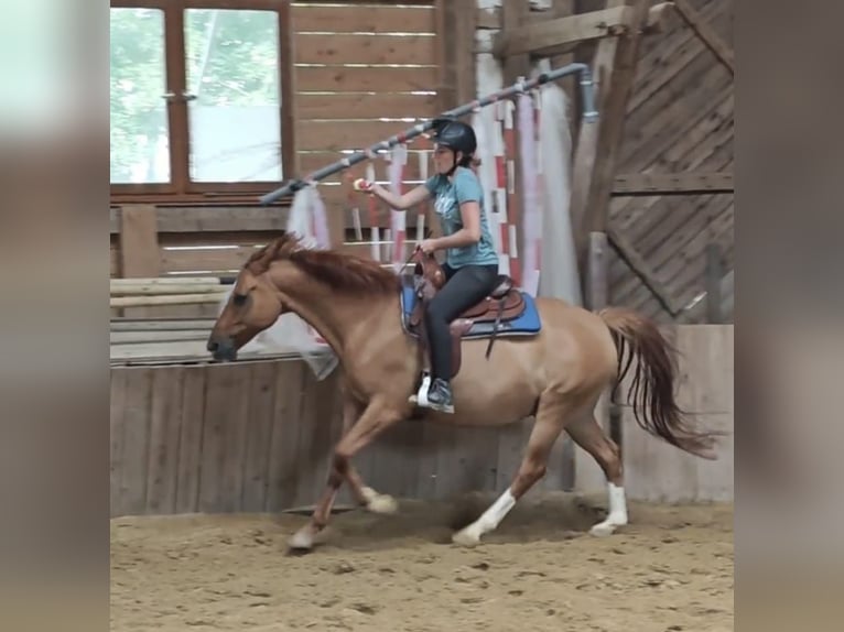 Duitse rijpony Ruin 12 Jaar 156 cm Red Dun in Borken