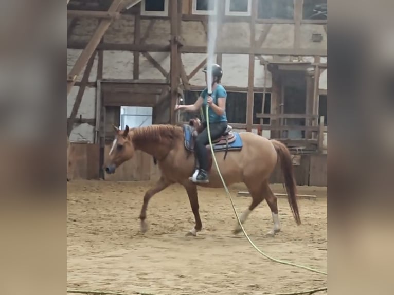 Duitse rijpony Ruin 12 Jaar 156 cm Red Dun in Borken