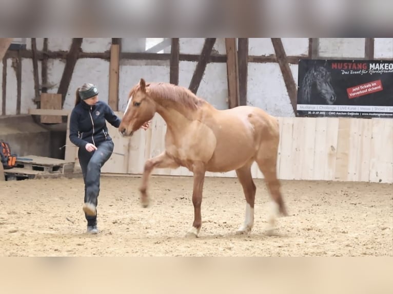 Duitse rijpony Ruin 12 Jaar 156 cm Red Dun in Borken