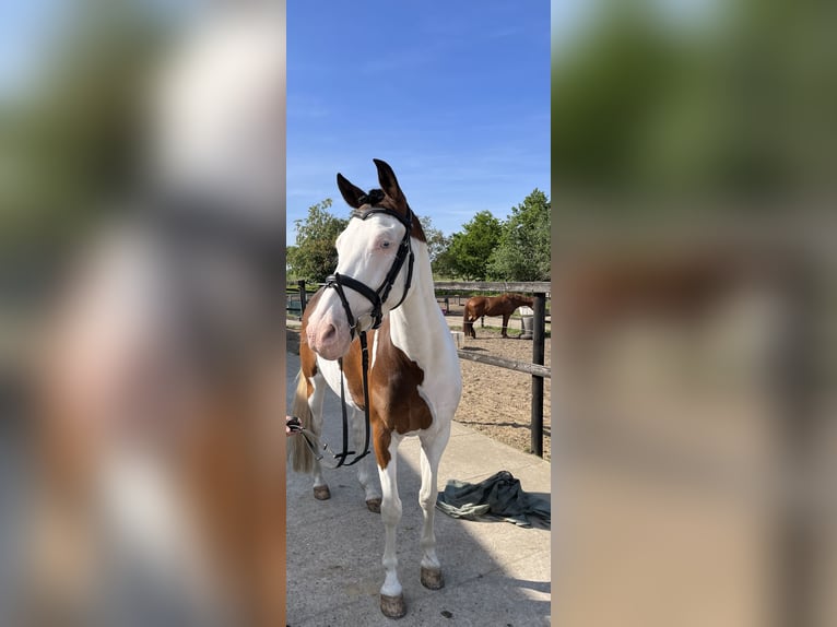 Duitse rijpony Ruin 12 Jaar 159 cm Gevlekt-paard in Haselünne