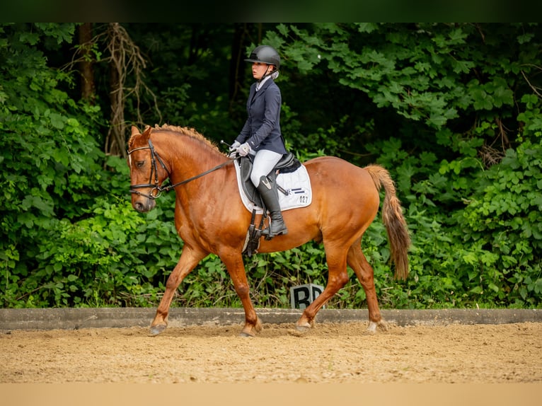 Duitse rijpony Ruin 12 Jaar Vos in Wanzleben-Börde
