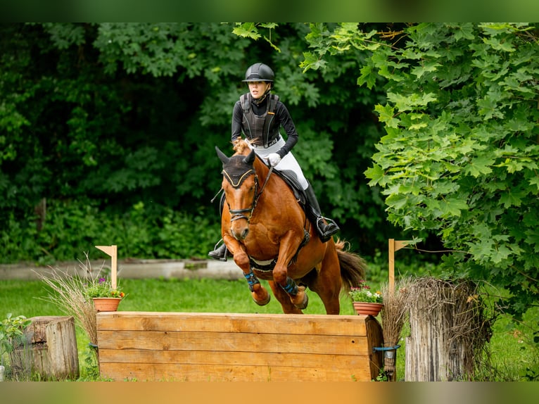 Duitse rijpony Ruin 12 Jaar Vos in Wanzleben-Börde