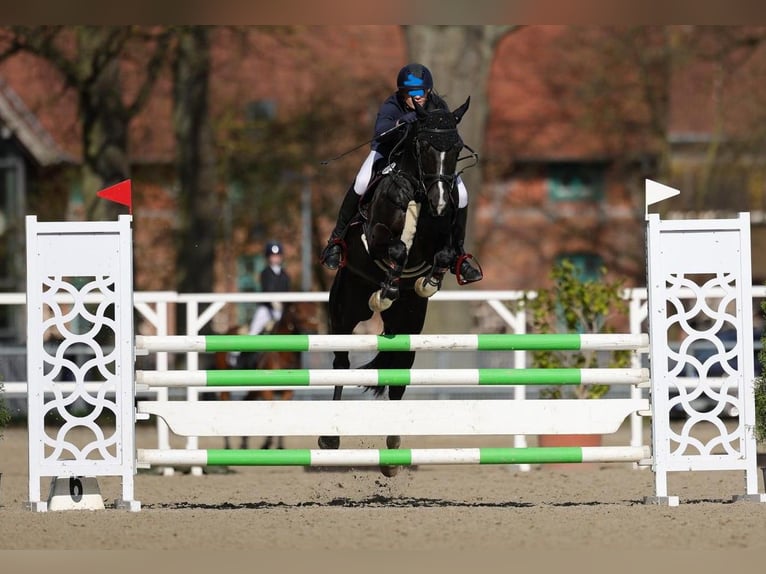 Duitse rijpony Ruin 12 Jaar Zwart in Raben Steinfeld