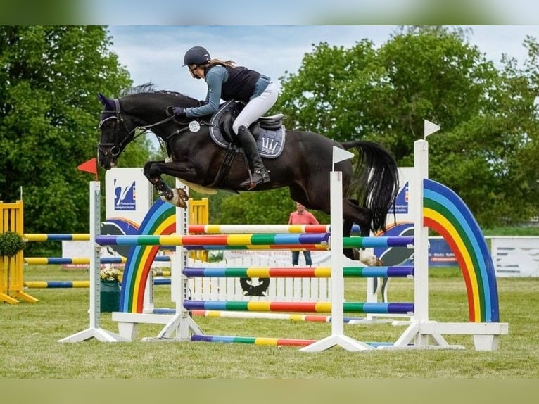 Duitse rijpony Ruin 12 Jaar Zwart in Raben Steinfeld