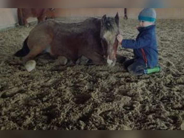 Duitse rijpony Mix Ruin 13 Jaar 125 cm Bruin in Pollhagen