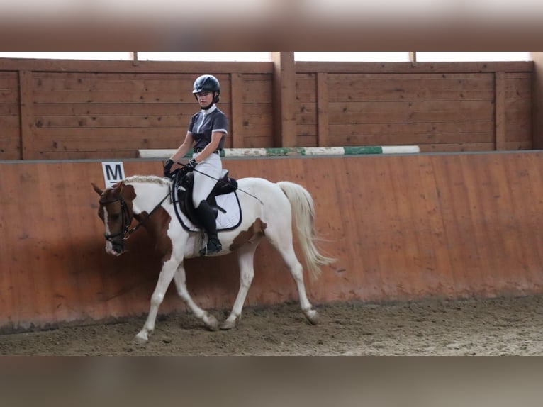 Duitse rijpony Mix Ruin 13 Jaar 135 cm Gevlekt-paard in Hünstetten