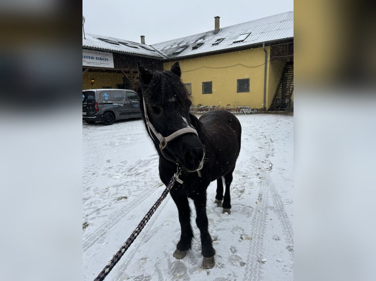 Duitse rijpony Ruin 13 Jaar 135 cm Zwart in Kottingbrunn