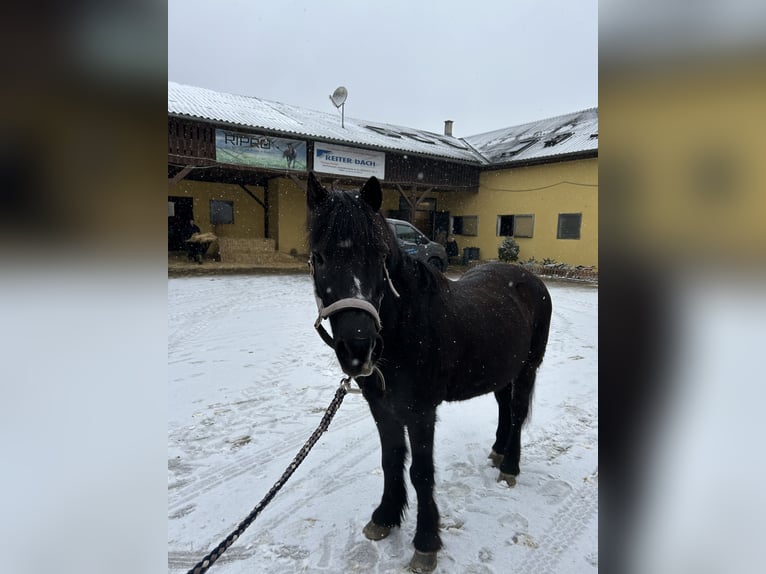 Duitse rijpony Ruin 13 Jaar 135 cm Zwart in Kottingbrunn