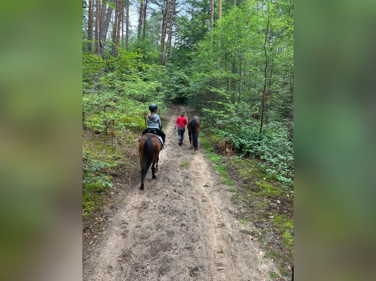 Duitse rijpony Ruin 13 Jaar 140 cm Bruin in Alzenau in UnterfrankenAlzenau