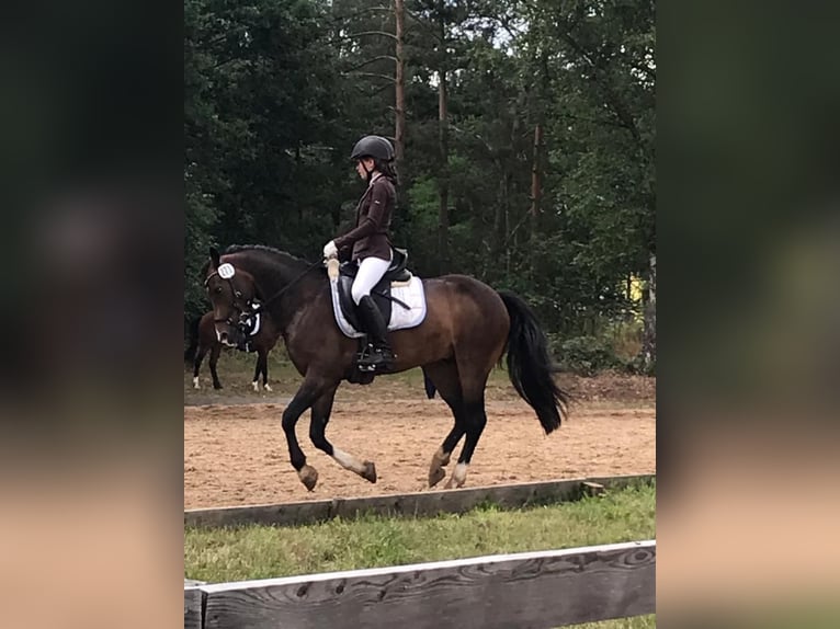 Duitse rijpony Ruin 13 Jaar 140 cm Donkerbruin in Clenze