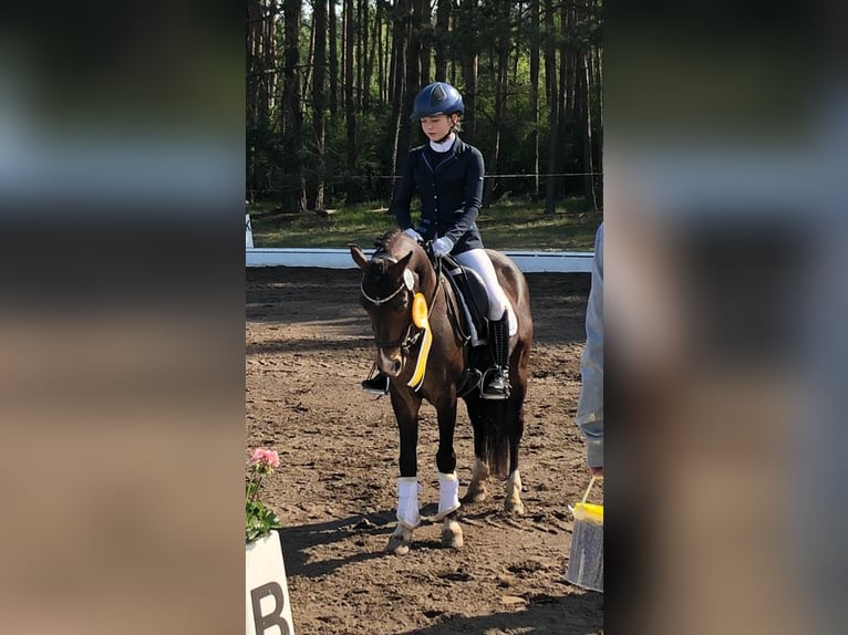 Duitse rijpony Ruin 13 Jaar 140 cm Donkerbruin in Clenze