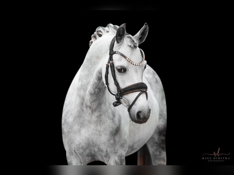 Duitse rijpony Ruin 13 Jaar 142 cm Appelschimmel in Wehringen