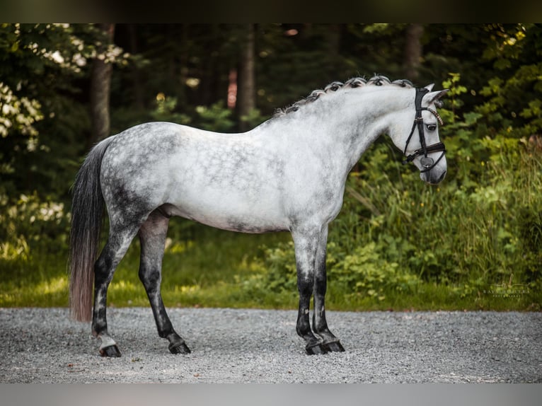 Duitse rijpony Ruin 13 Jaar 142 cm Appelschimmel in Wehringen