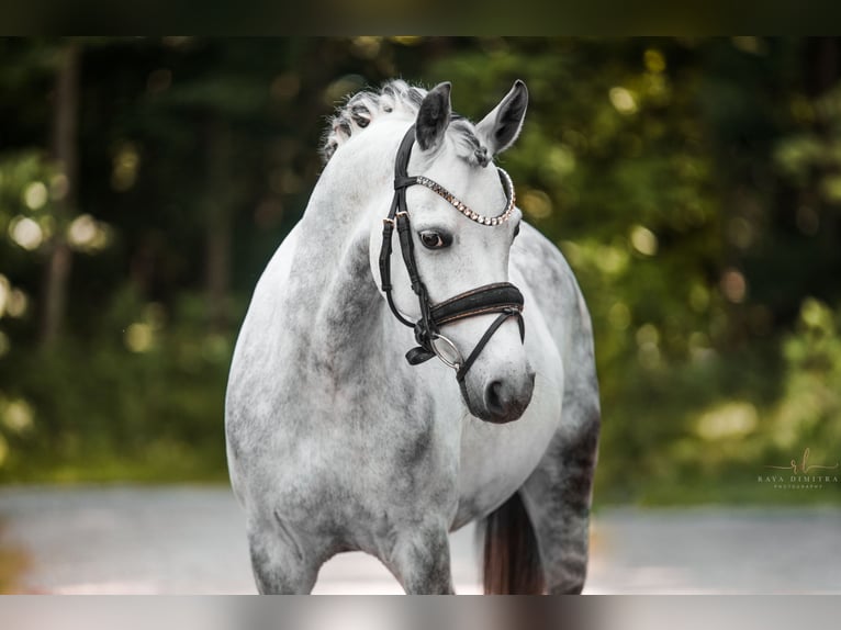 Duitse rijpony Ruin 13 Jaar 142 cm Appelschimmel in Wehringen