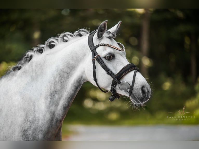 Duitse rijpony Ruin 13 Jaar 142 cm Appelschimmel in Wehringen