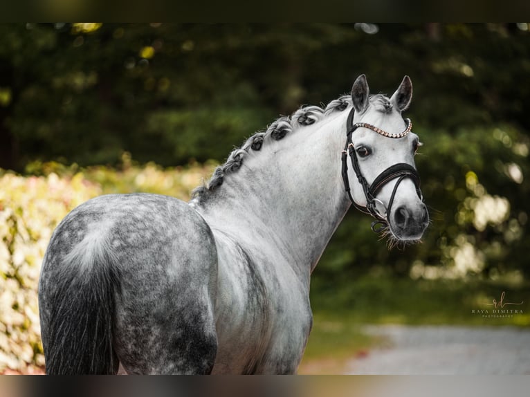 Duitse rijpony Ruin 13 Jaar 142 cm Appelschimmel in Wehringen