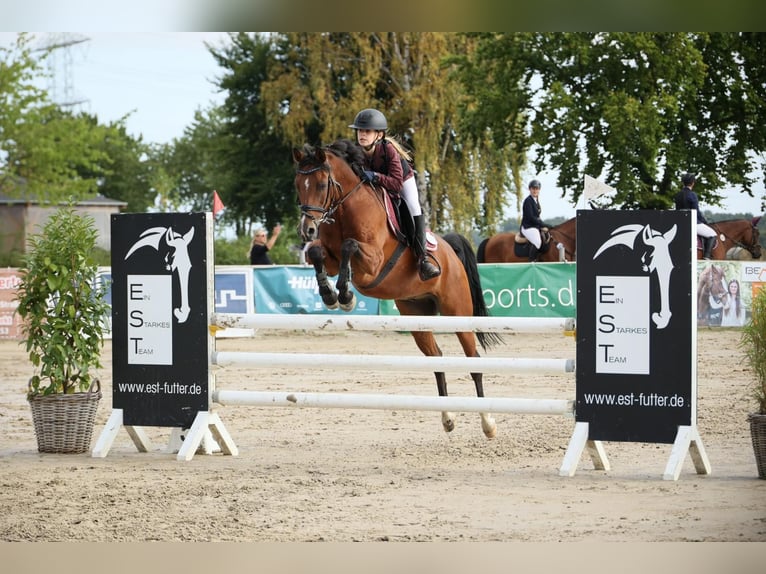Duitse rijpony Ruin 13 Jaar 146 cm Bruin in Marsberg
