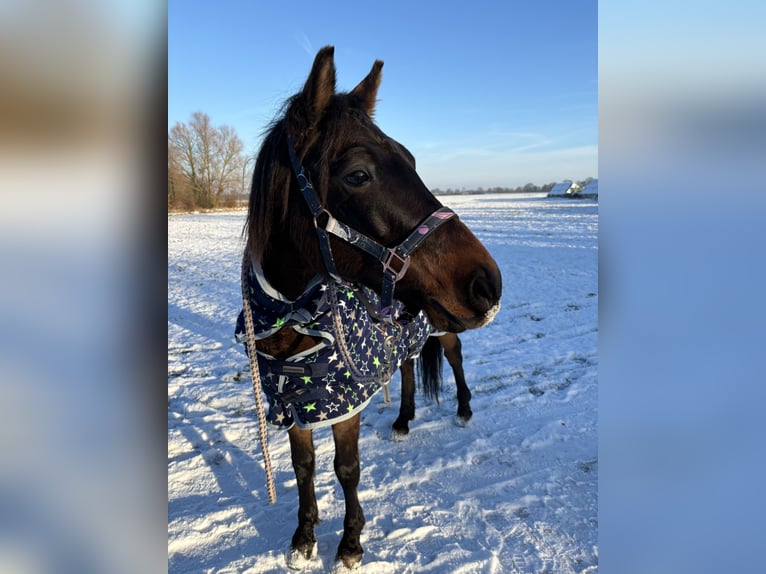 Duitse rijpony Ruin 13 Jaar 146 cm Donkerbruin in Magdeburg