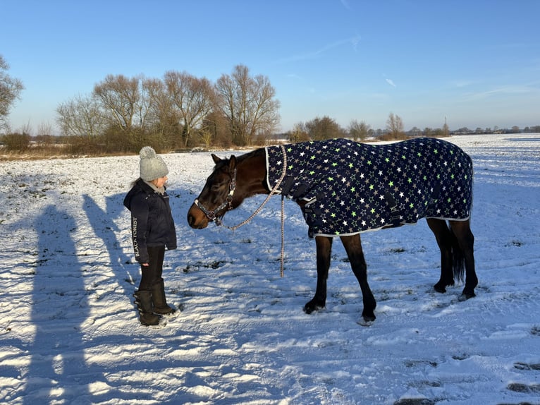 Duitse rijpony Ruin 13 Jaar 146 cm Donkerbruin in Magdeburg