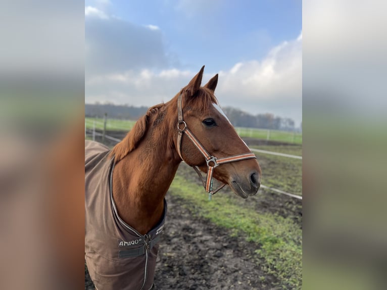 Duitse rijpony Ruin 13 Jaar 146 cm Donkere-vos in Senden