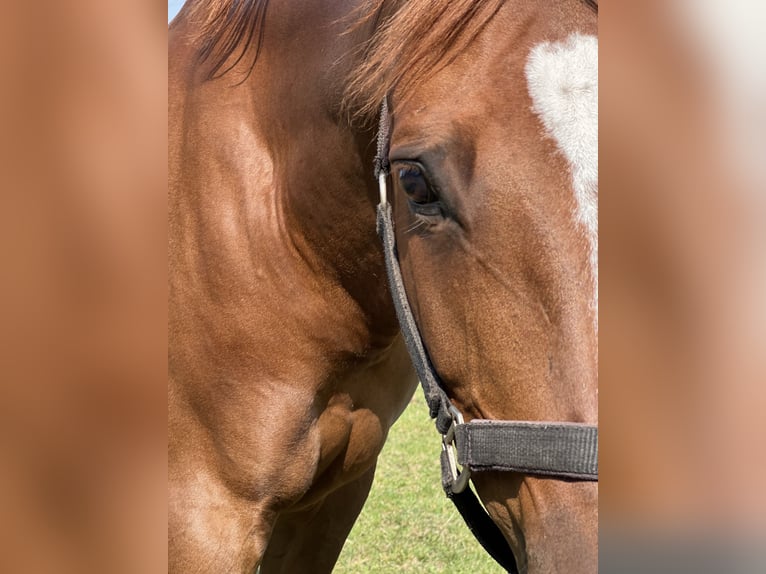 Duitse rijpony Ruin 13 Jaar 146 cm Donkere-vos in Senden