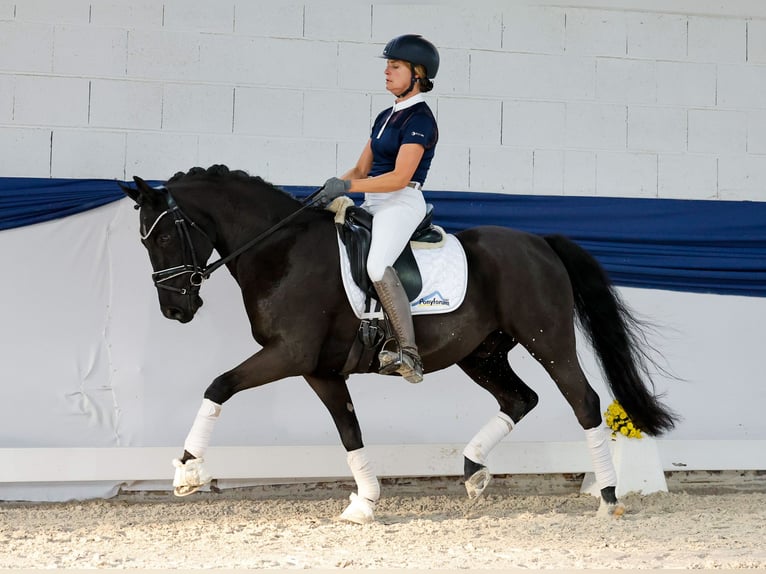 Duitse rijpony Ruin 13 Jaar 147 cm Bruin in Marsberg Duitse rijpony Ruin 13 Jaar 147 cm Bruin in Marsberg