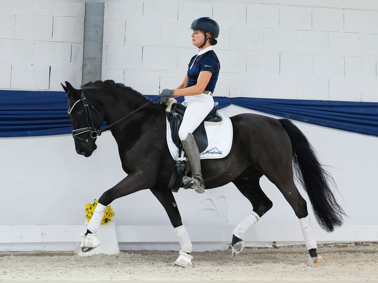 Duitse rijpony Ruin 13 Jaar 147 cm Bruin in Marsberg Duitse rijpony Ruin 13 Jaar 147 cm Bruin in Marsberg
