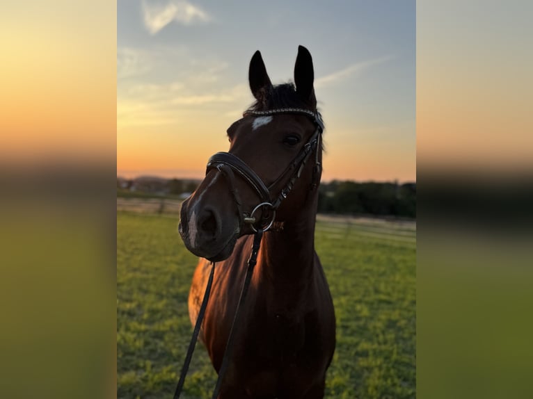 Duitse rijpony Ruin 13 Jaar 147 cm Bruin in Maisdorf