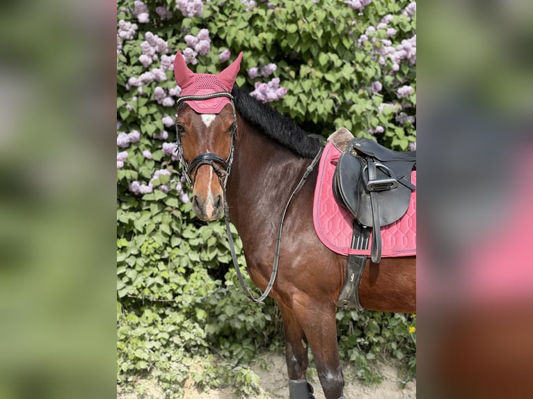 Duitse rijpony Ruin 13 Jaar 147 cm Bruin in Maisdorf