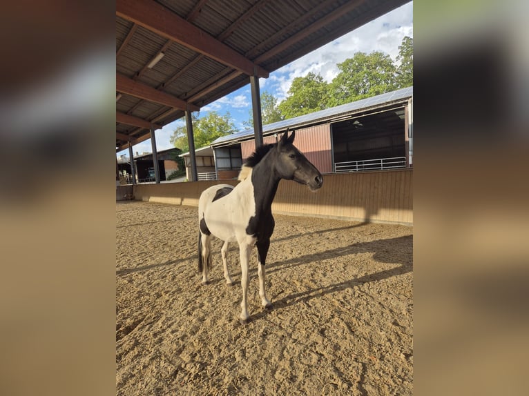 Duitse rijpony Ruin 13 Jaar 147 cm Gevlekt-paard in Lohra