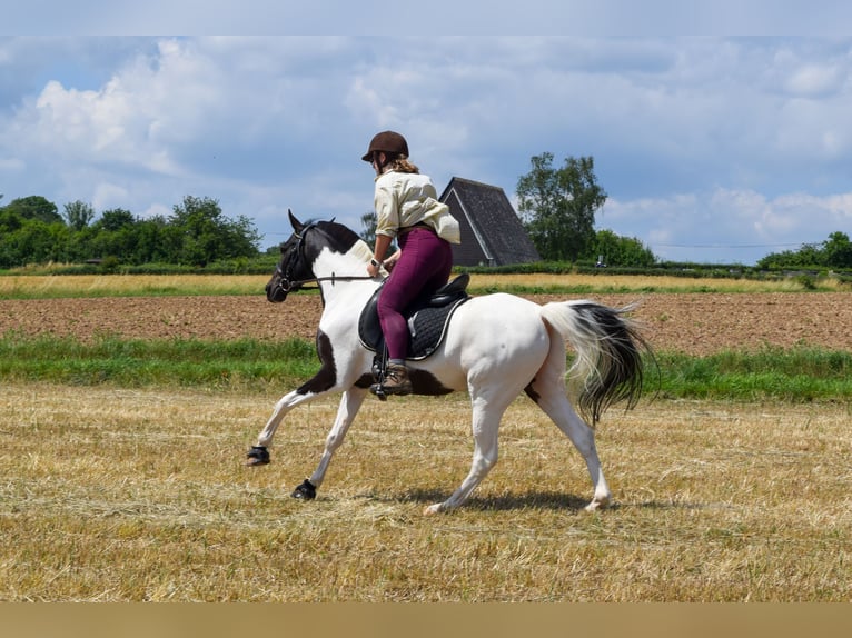 Duitse rijpony Ruin 13 Jaar 147 cm Gevlekt-paard in Lohra