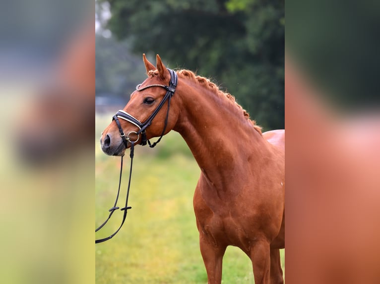 Duitse rijpony Ruin 13 Jaar 147 cm Vos in Kamern