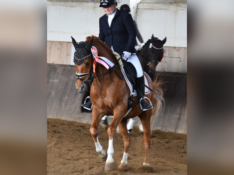 Duitse rijpony Ruin 13 Jaar 147 cm Vos in Kamern