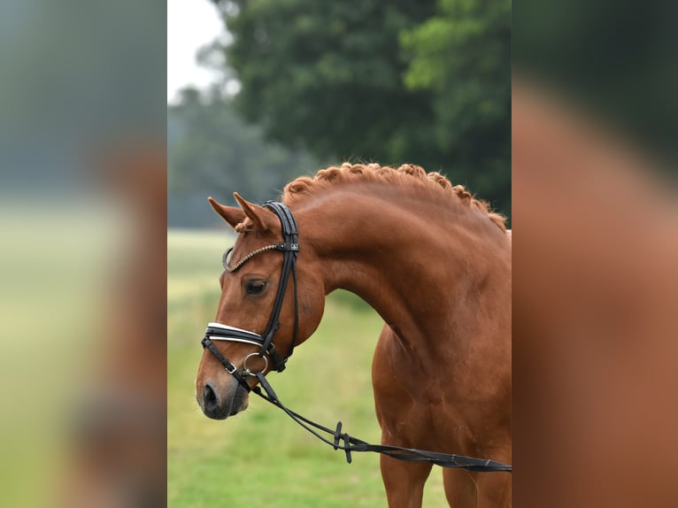 Duitse rijpony Ruin 13 Jaar 147 cm Vos in Kamern
