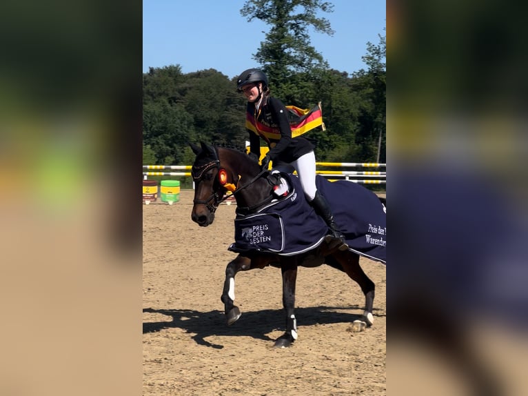 Duitse rijpony Ruin 13 Jaar 148 cm Bruin in Barsinghausen