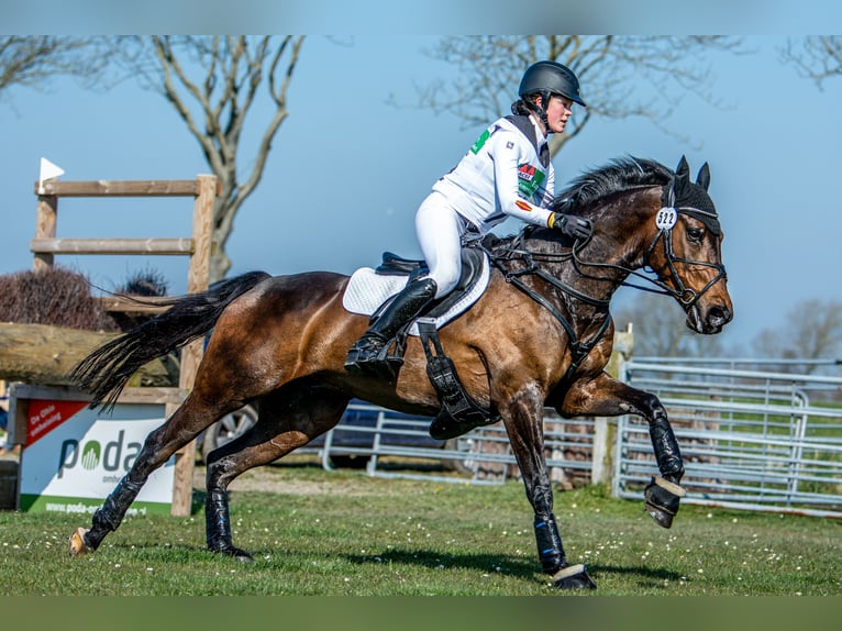 Duitse rijpony Ruin 13 Jaar 148 cm Bruin in Barsinghausen