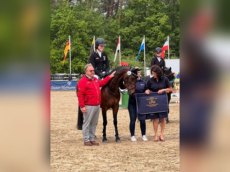 Duitse rijpony Ruin 13 Jaar 148 cm Bruin in Barsinghausen