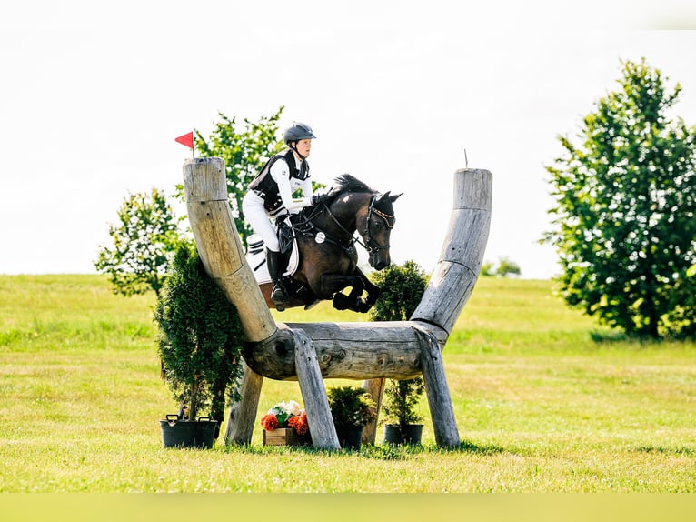 Duitse rijpony Ruin 13 Jaar 148 cm Bruin in Barsinghausen