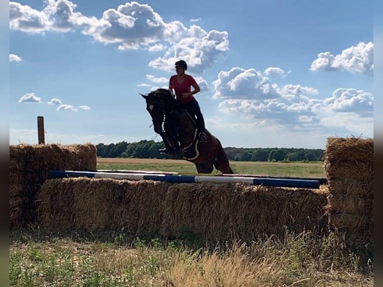 Duitse rijpony Ruin 13 Jaar 148 cm Bruin in N&#xFC;nchritz Roda
