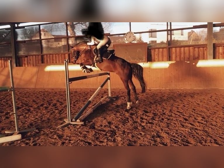 Duitse rijpony Ruin 13 Jaar 148 cm Bruin in N&#xFC;nchritz Roda