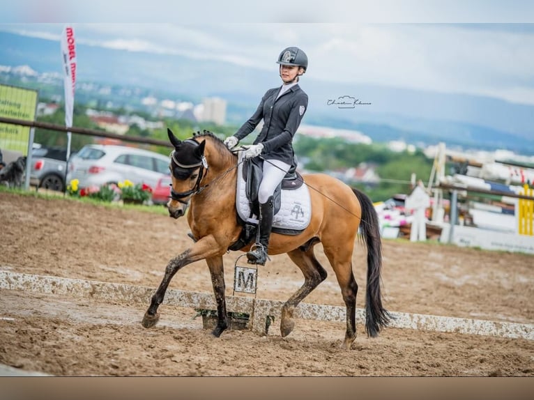Duitse rijpony Ruin 13 Jaar 148 cm Falbe in Erbes-B&#xFC;desheim