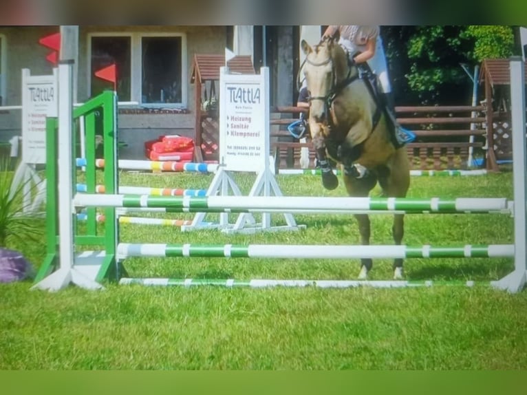 Duitse rijpony Ruin 13 Jaar 148 cm Falbe in Uetze