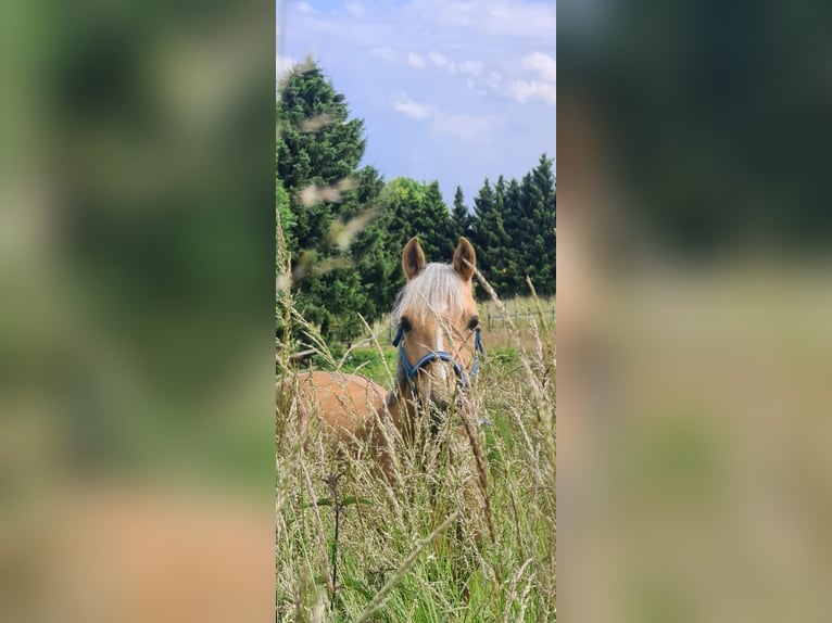 Duitse rijpony Ruin 13 Jaar 148 cm Palomino in Übach-Palenberg