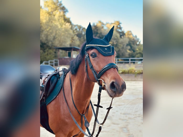 Duitse rijpony Ruin 13 Jaar 149 cm Bruin in Wachtberg