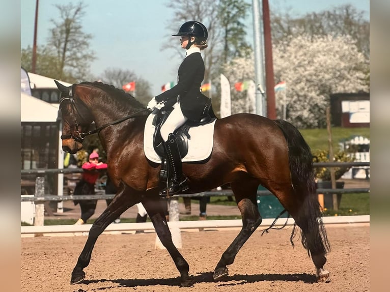 Duitse rijpony Ruin 13 Jaar 149 cm Donkerbruin in Contern