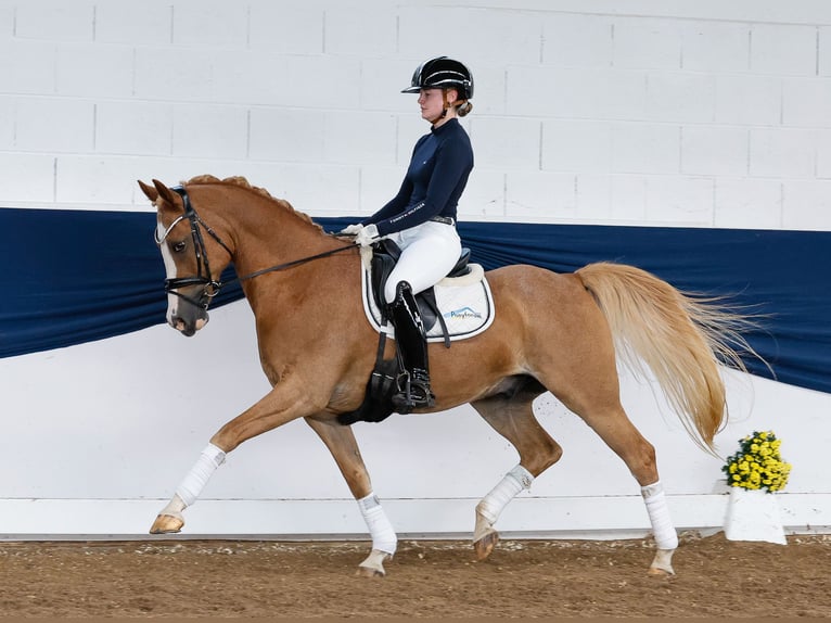 Duitse rijpony Ruin 13 Jaar 149 cm Vos in Marsberg