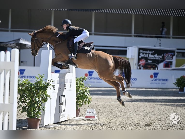 Duitse rijpony Ruin 13 Jaar 149 cm Vos in Braunschweig